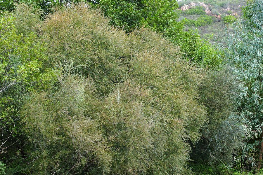 Salix purpurea subsp. eburnea?